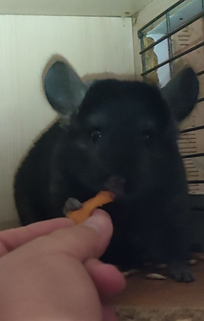 Хлопчик шиншила темний ебоні носій ангори, сапфіру та фіолету