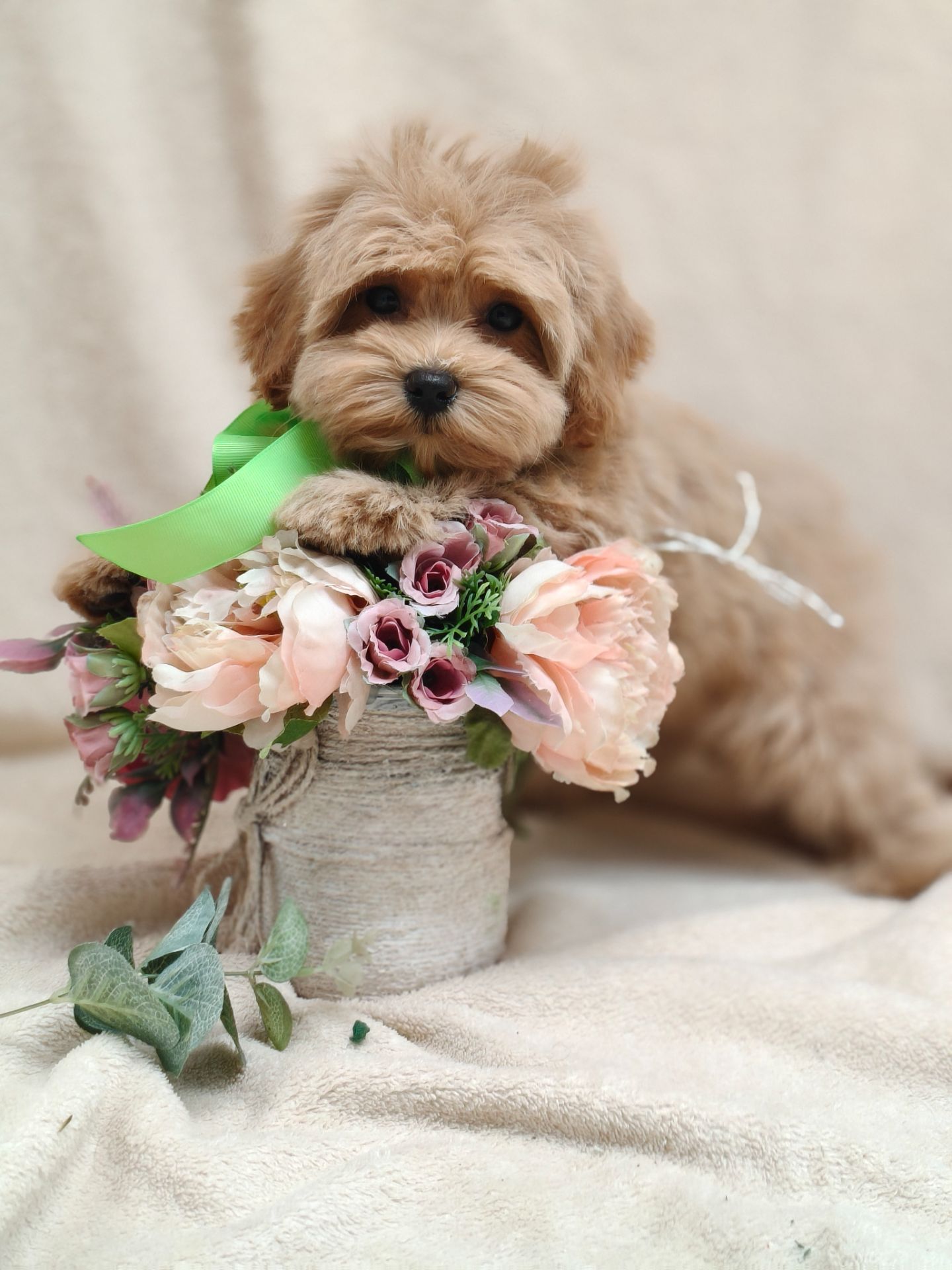 Щенки Мальтипу ф-1