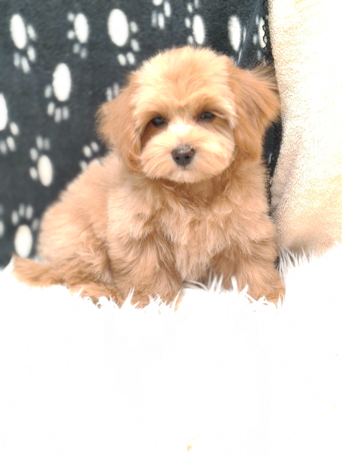 Щенки Мальтипу ф-1