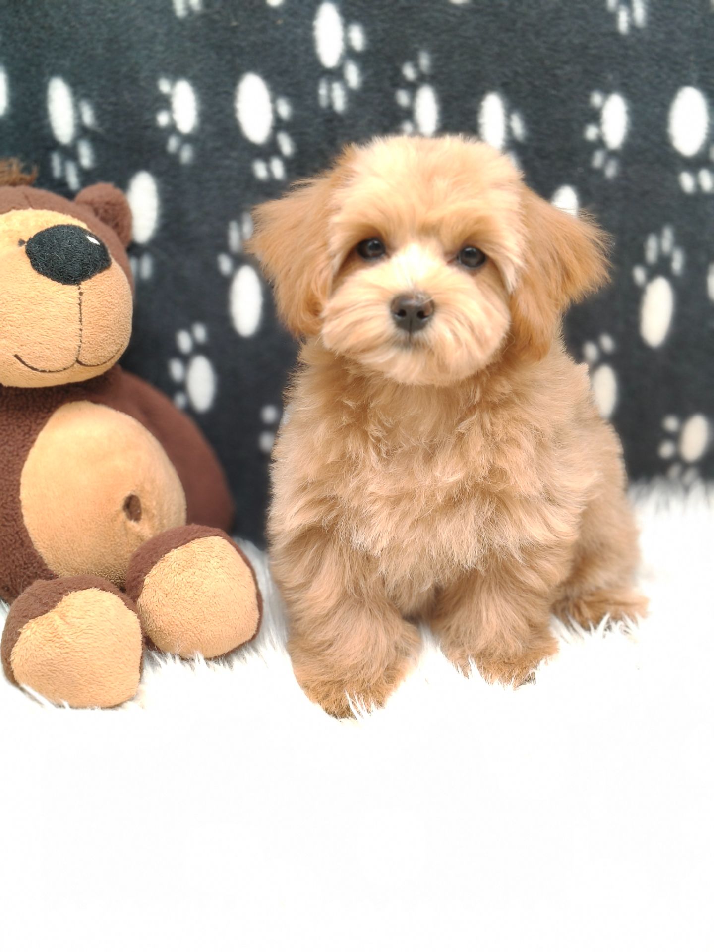 Щенки Мальтипу ф-1