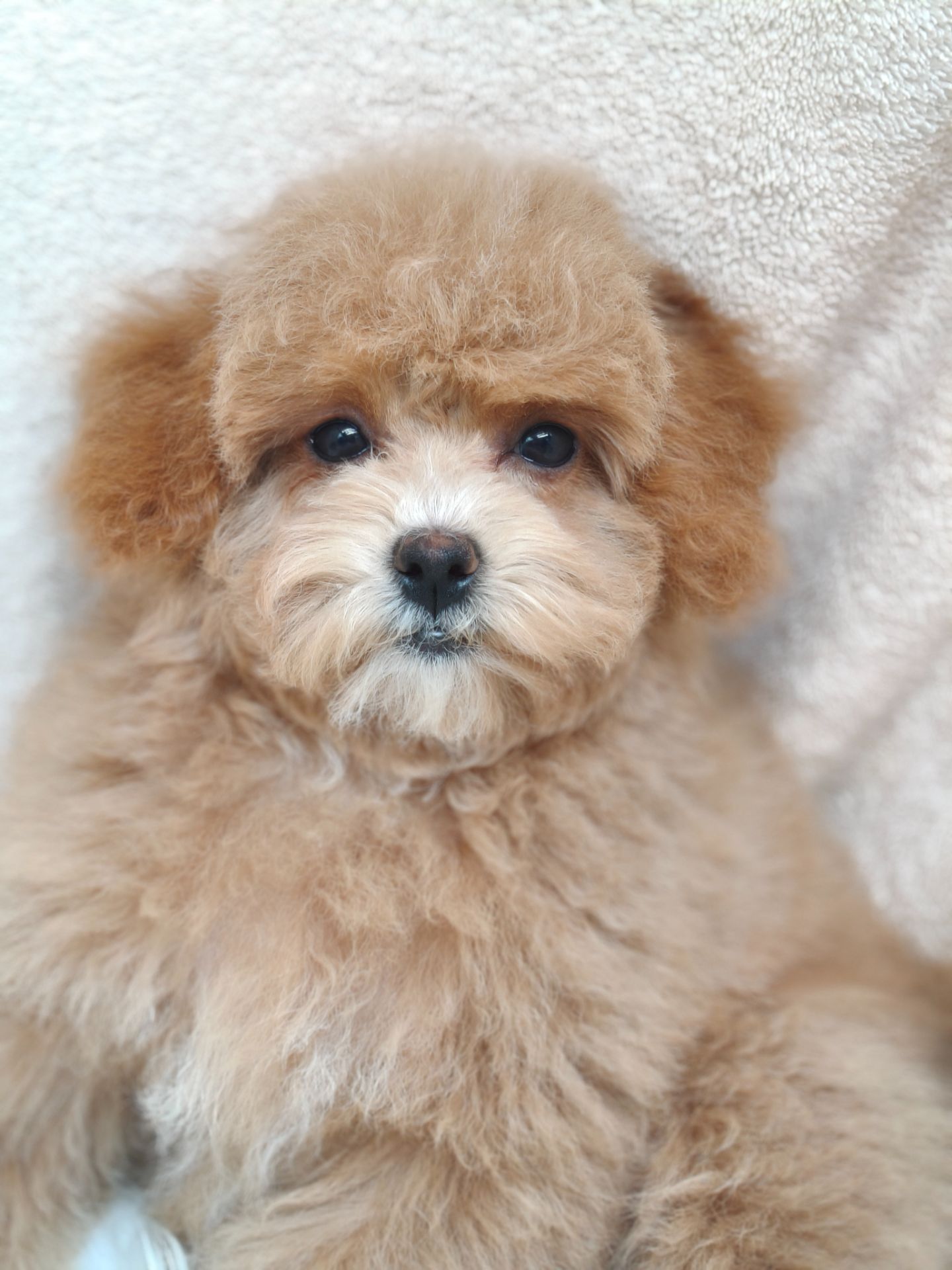 Щенки Мальтипу ф-1