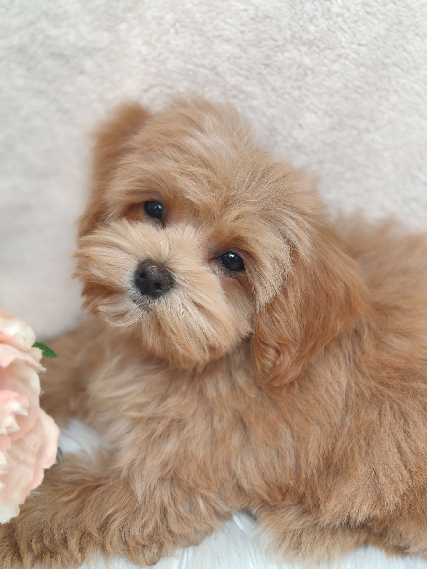 Щенки Мальтипу ф-1