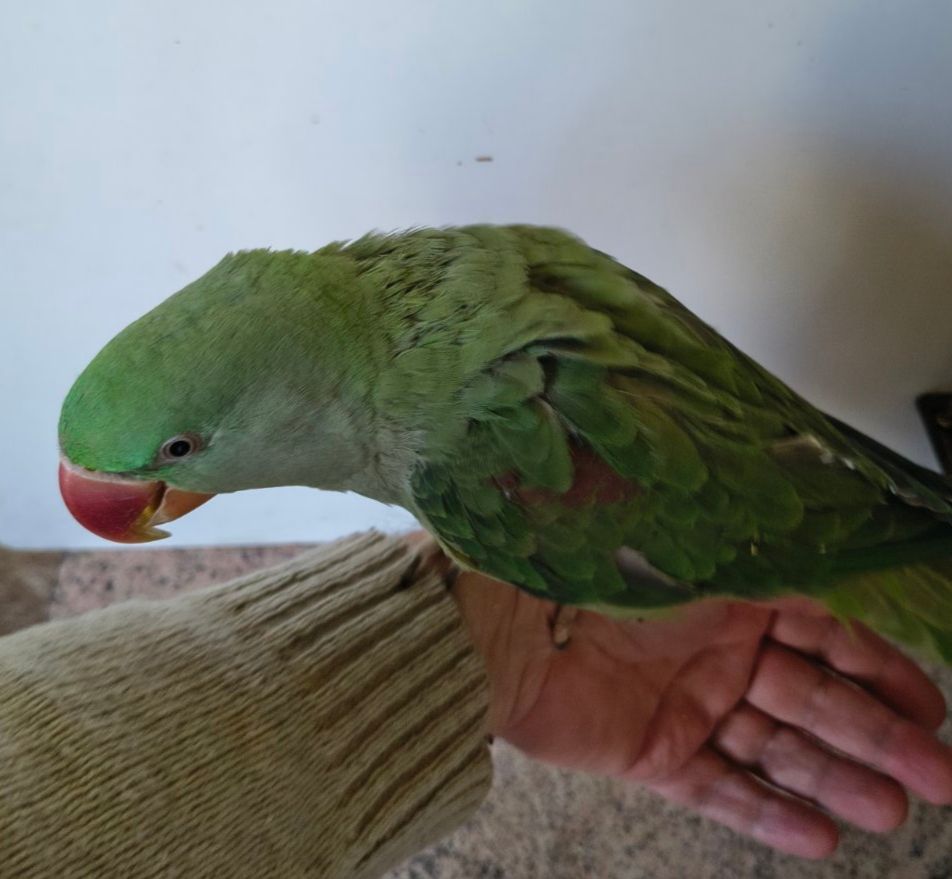 🦜🦜 Продаж александрійських папуг 🦜