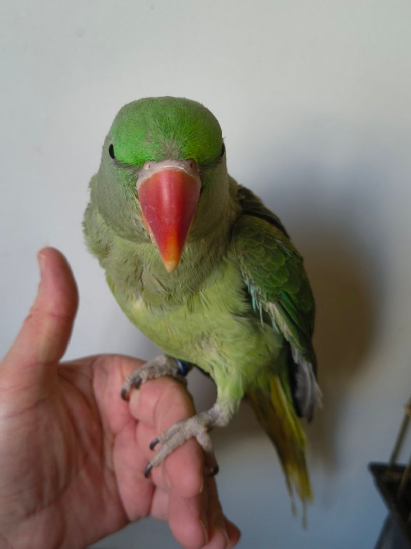 🦜🦜 Продаж александрійських папуг 🦜