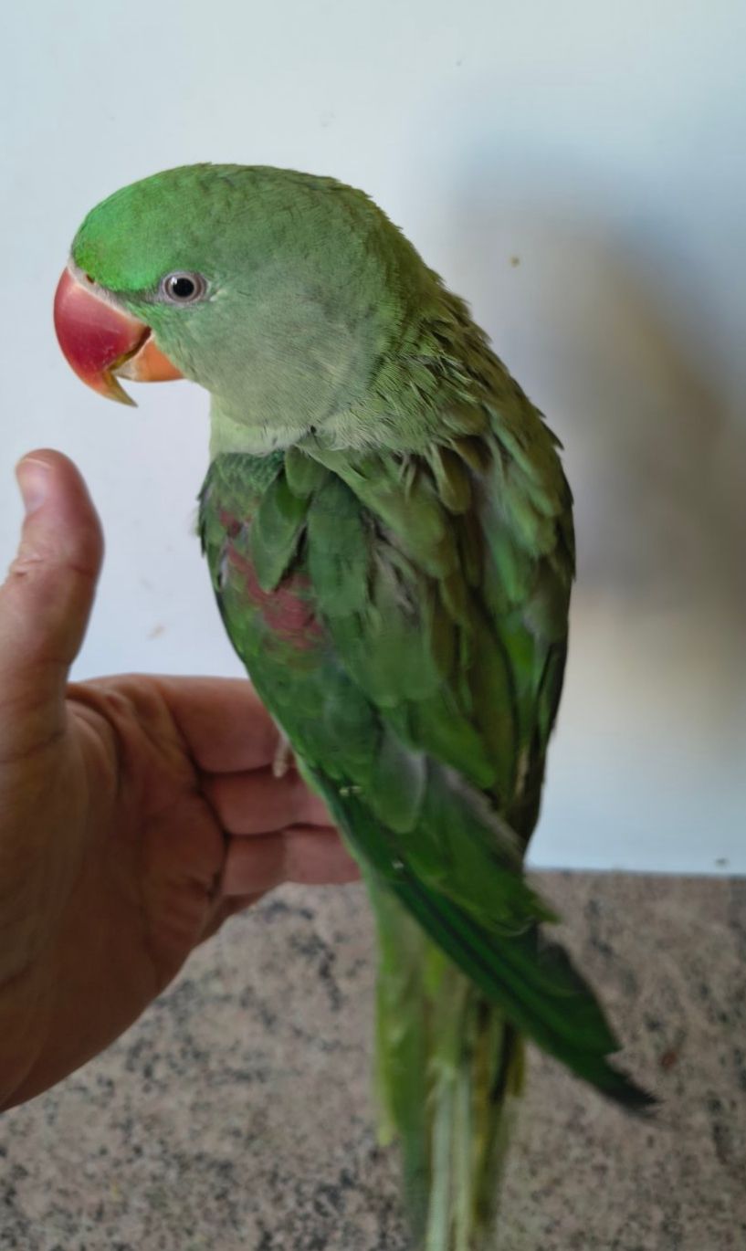 🦜🦜 Продаж александрійських папуг 🦜