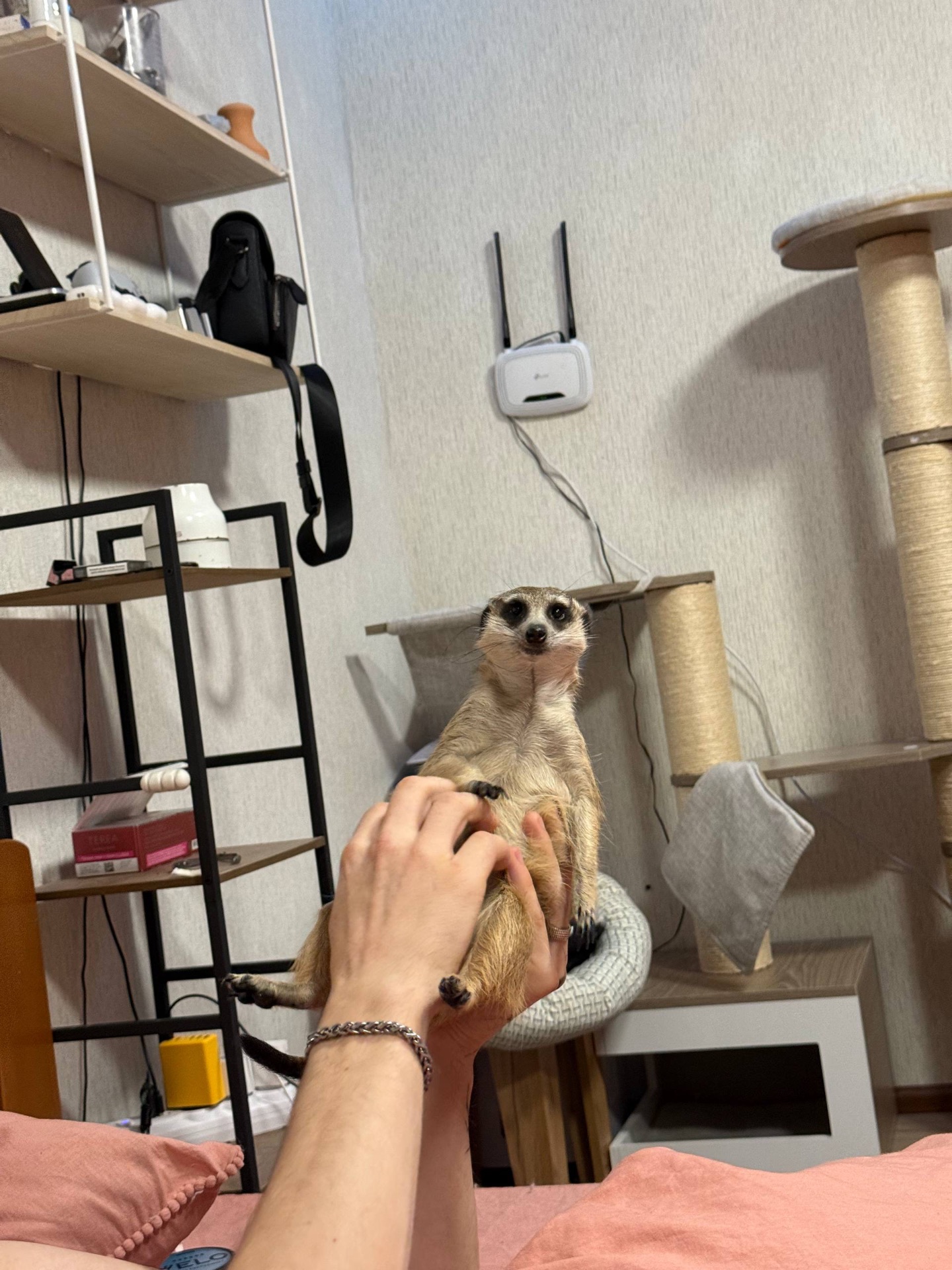 Сурикат девочка