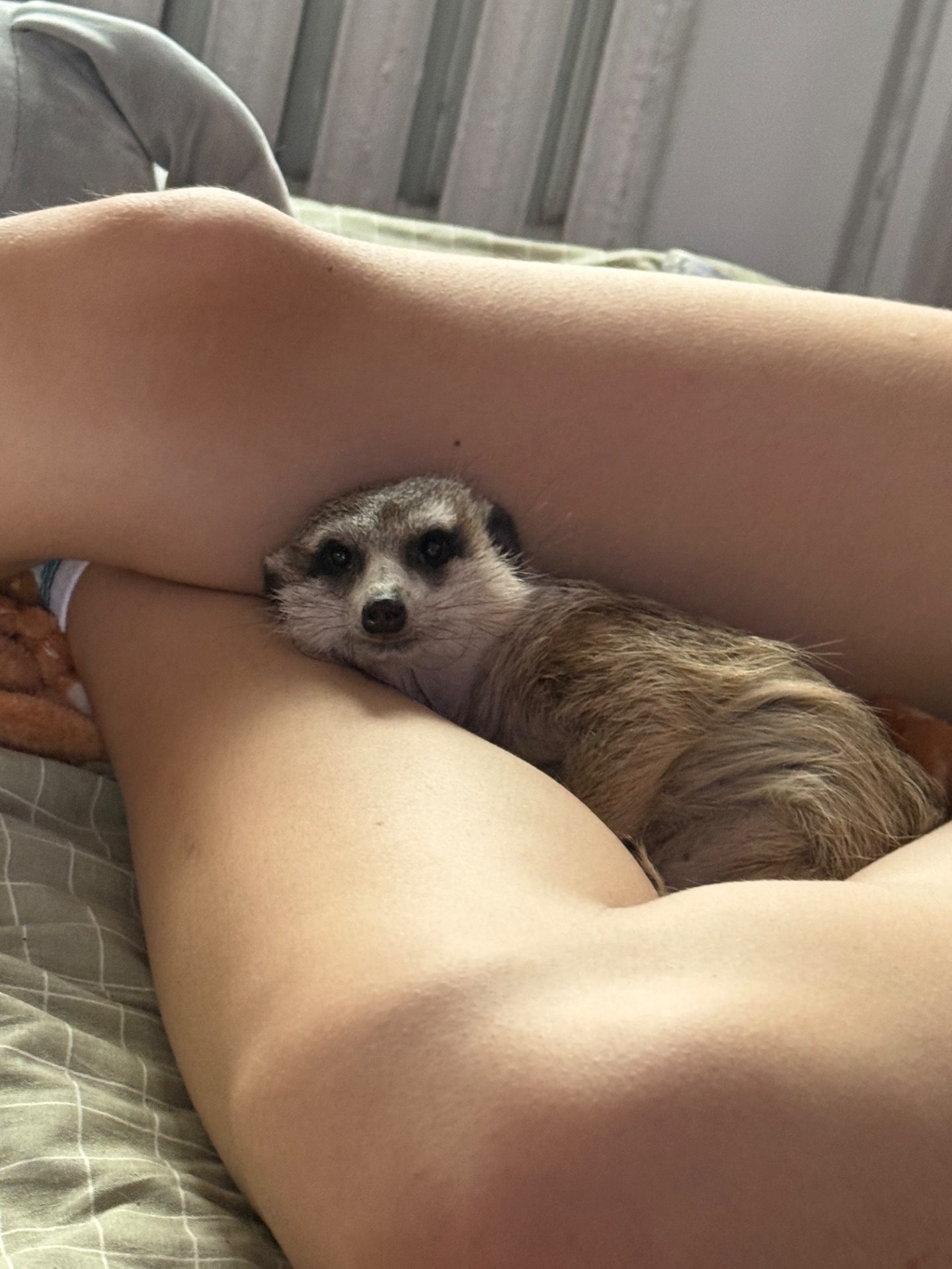 Сурикат девочка