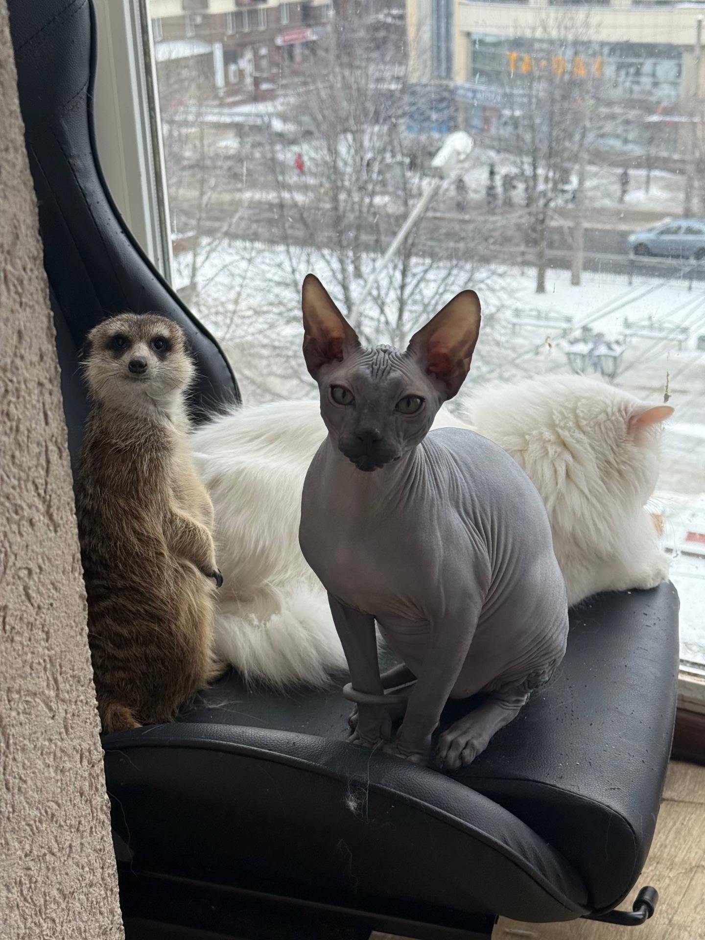 Сурикат девочка