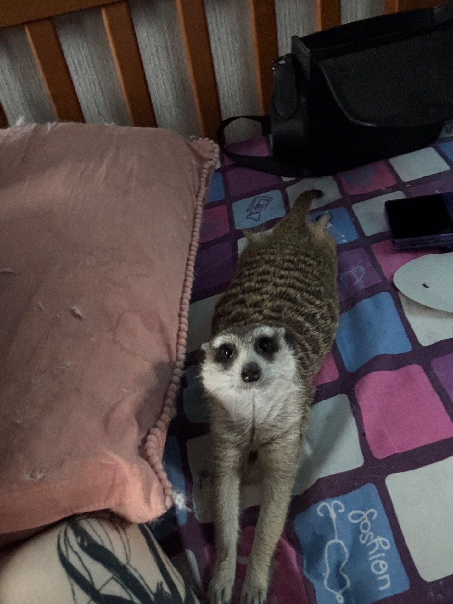 Сурикат девочка