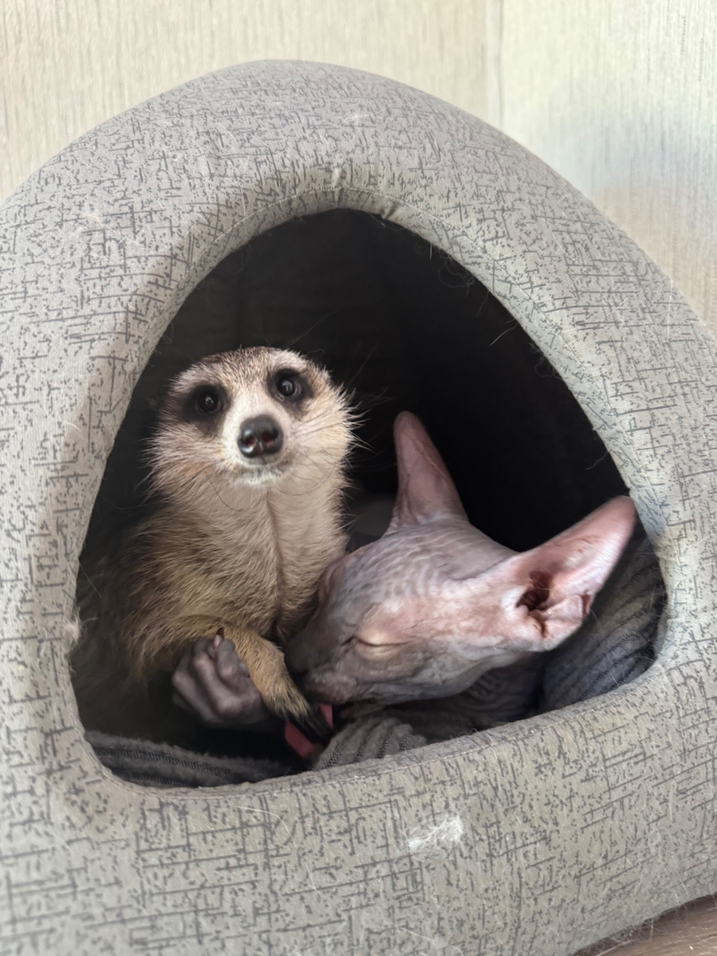 Сурикат девочка