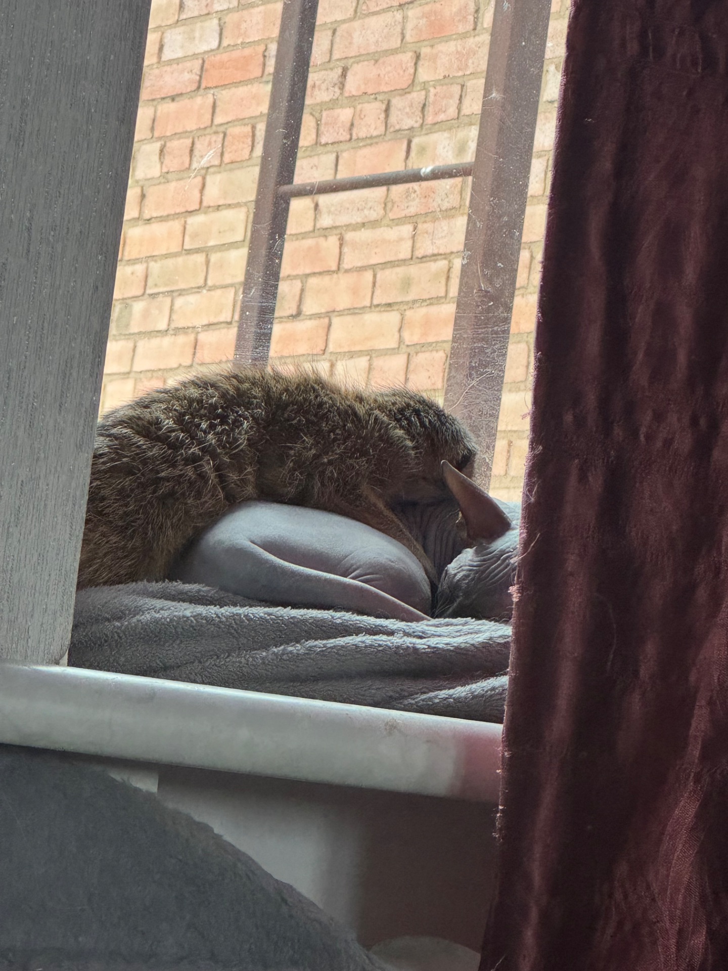 Сурикат девочка