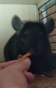 Хлопчик шиншила темний ебоні носій ангори, сапфіру та фіолету