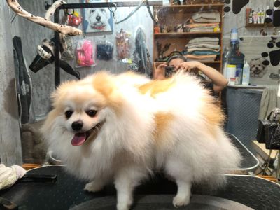 Щенки Мальтипу ф-1