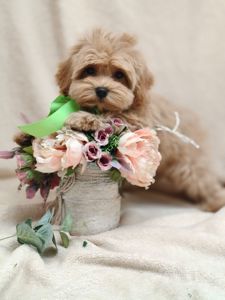 Щенки Мальтипу ф-1