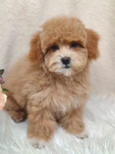 Щенки Мальтипу ф-1