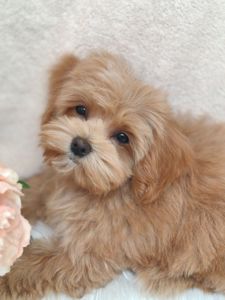 Щенки Мальтипу ф-1