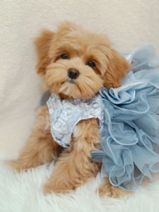 Щенки Мальтипу ф-1