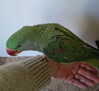 🦜🦜 Продаж александрійських папуг 🦜