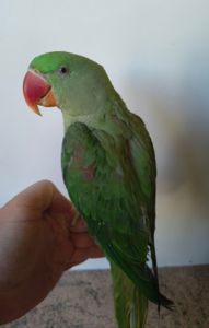 🦜🦜 Продаж александрійських папуг 🦜