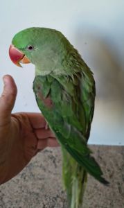 🦜🦜 Продаж александрійських папуг 🦜