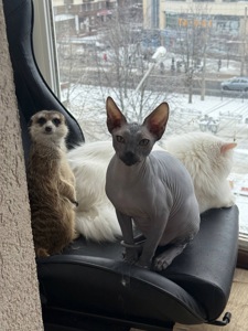 Сурикат девочка