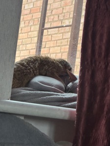 Сурикат девочка