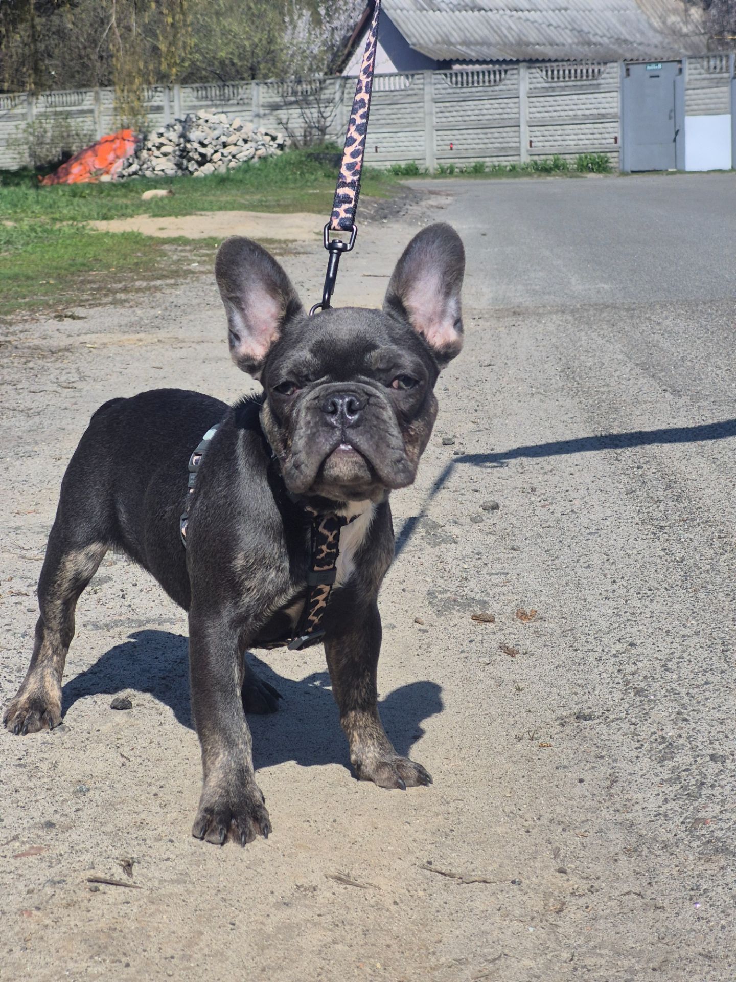 Хлопчик французького бульдога