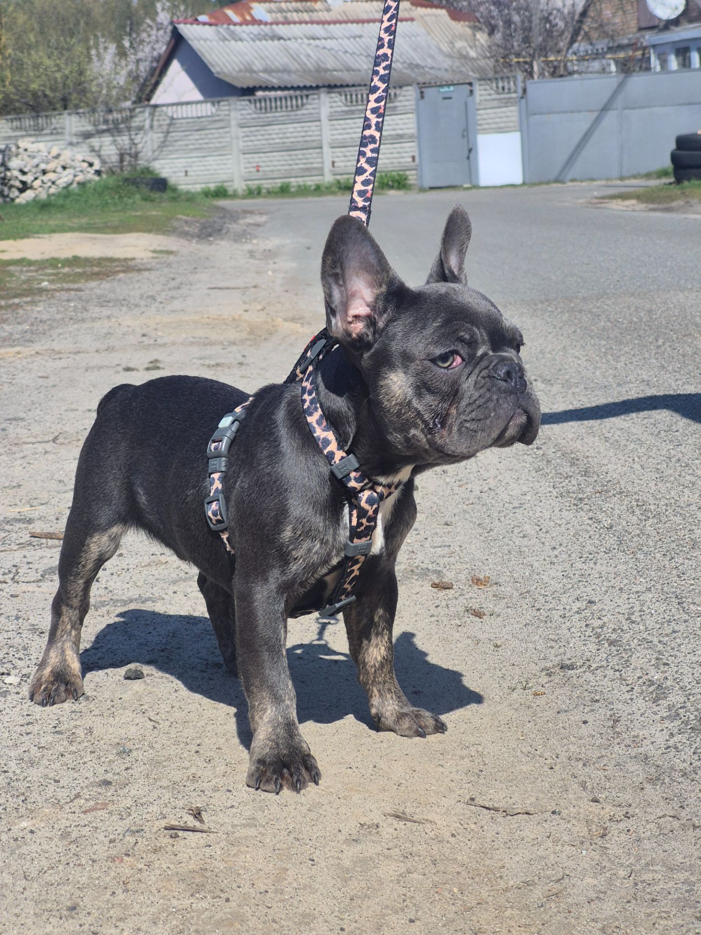 Хлопчик французького бульдога