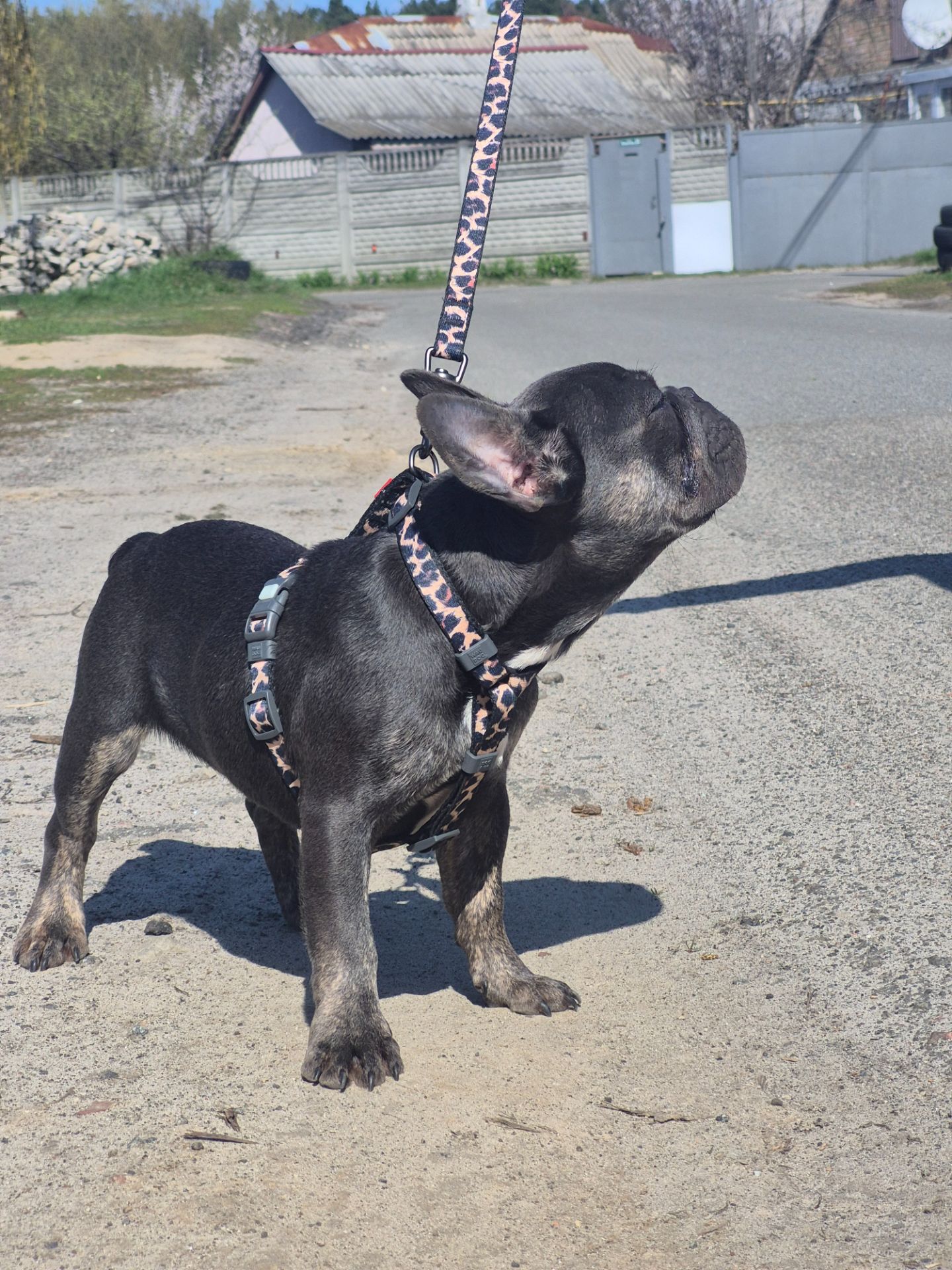 Хлопчик французького бульдога