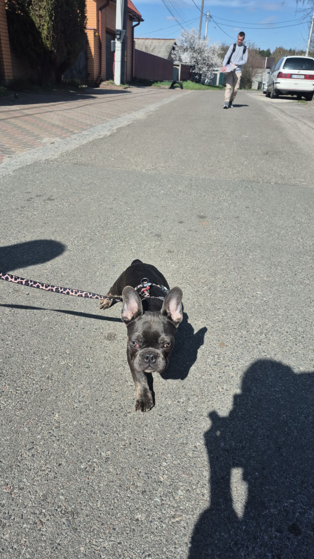 Хлопчик французького бульдога