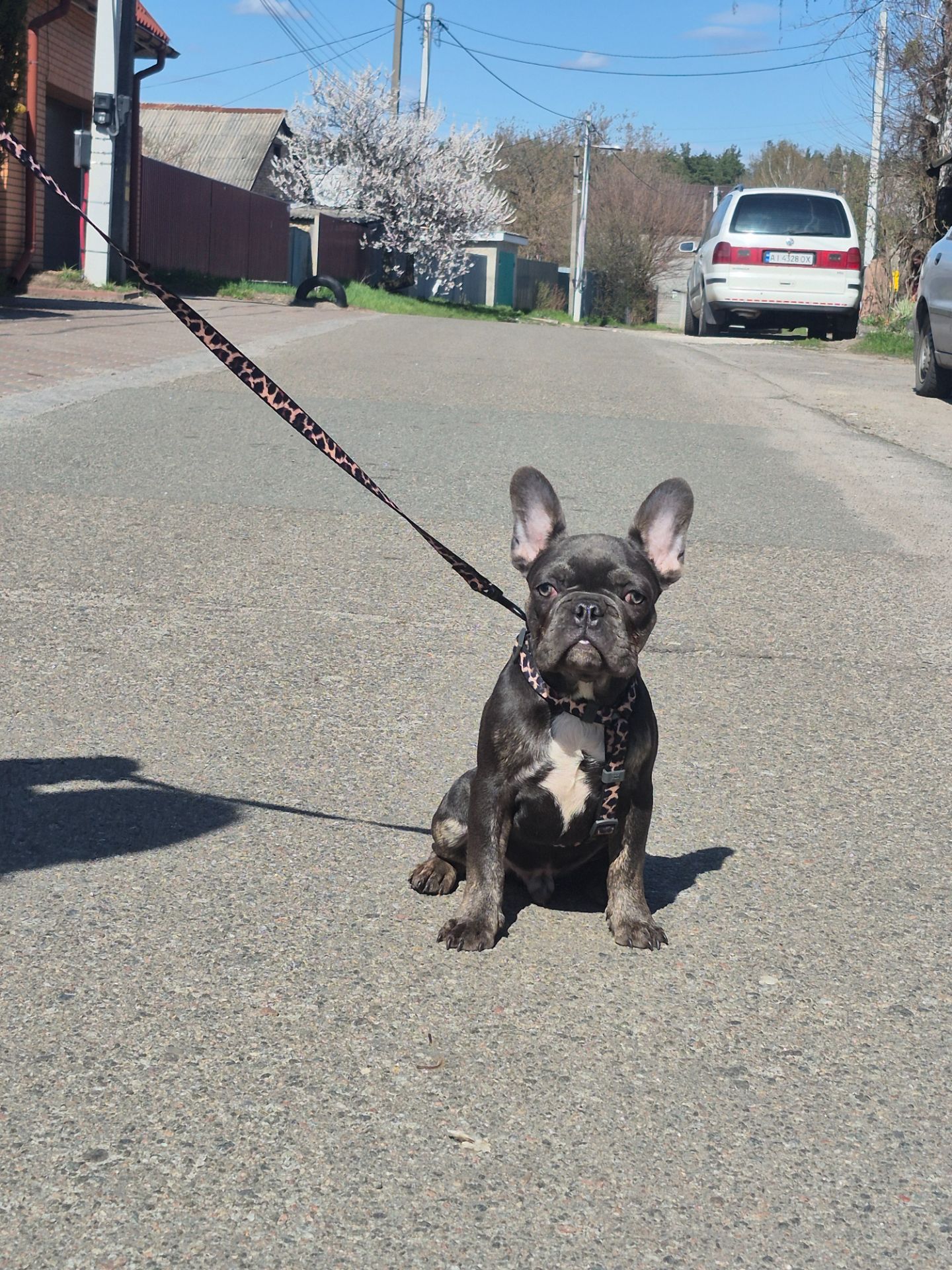 Хлопчик французького бульдога