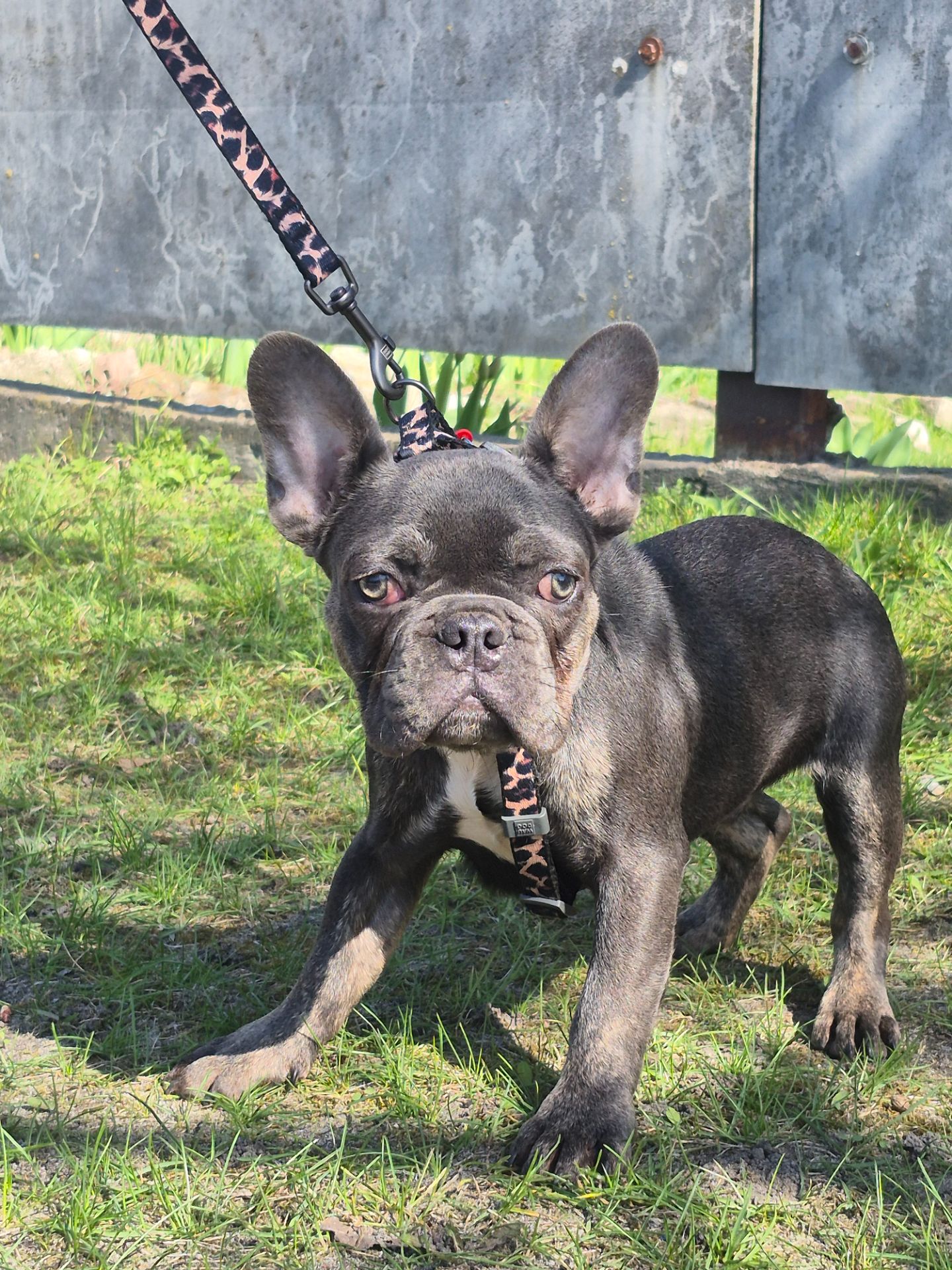 Хлопчик французького бульдога