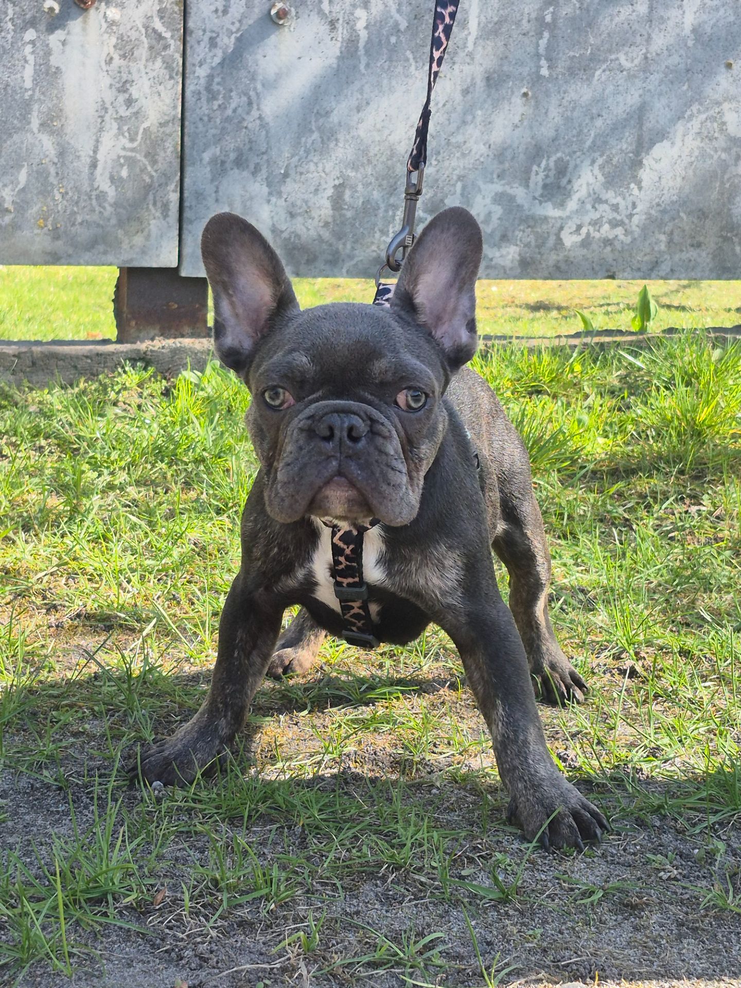 Хлопчик французького бульдога