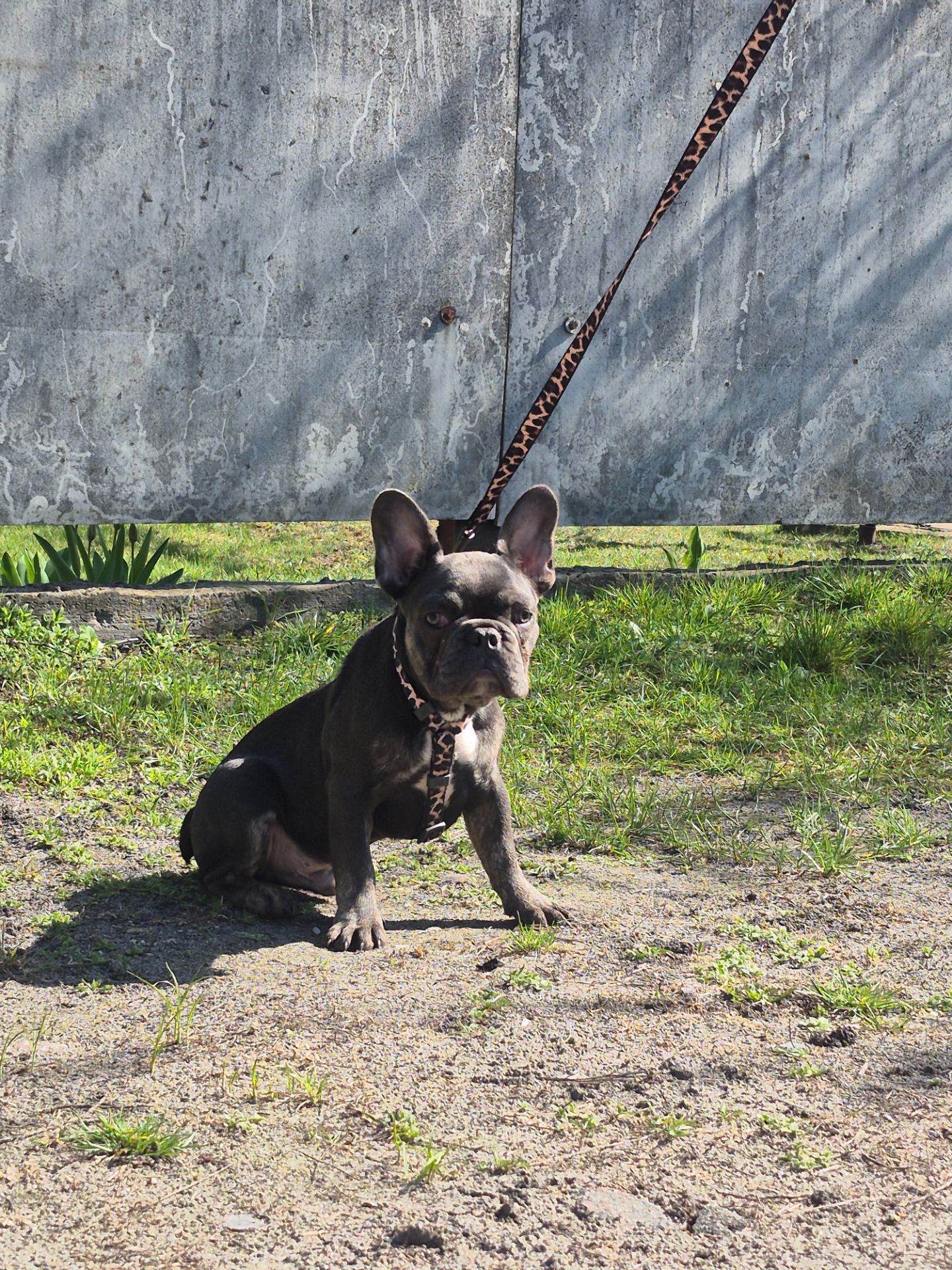 Хлопчик французького бульдога