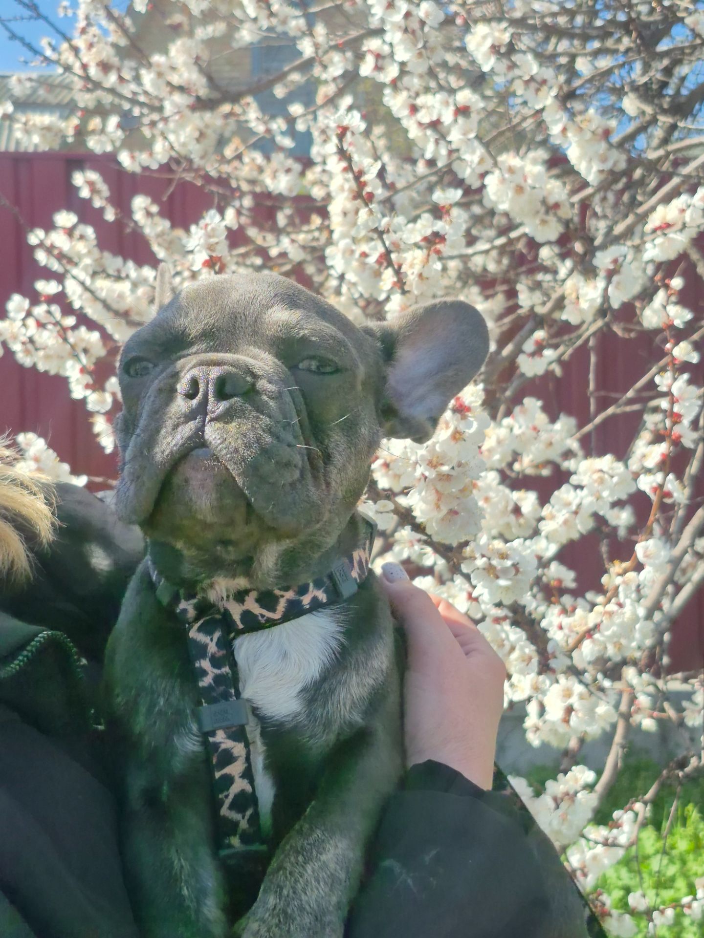 Хлопчик французького бульдога