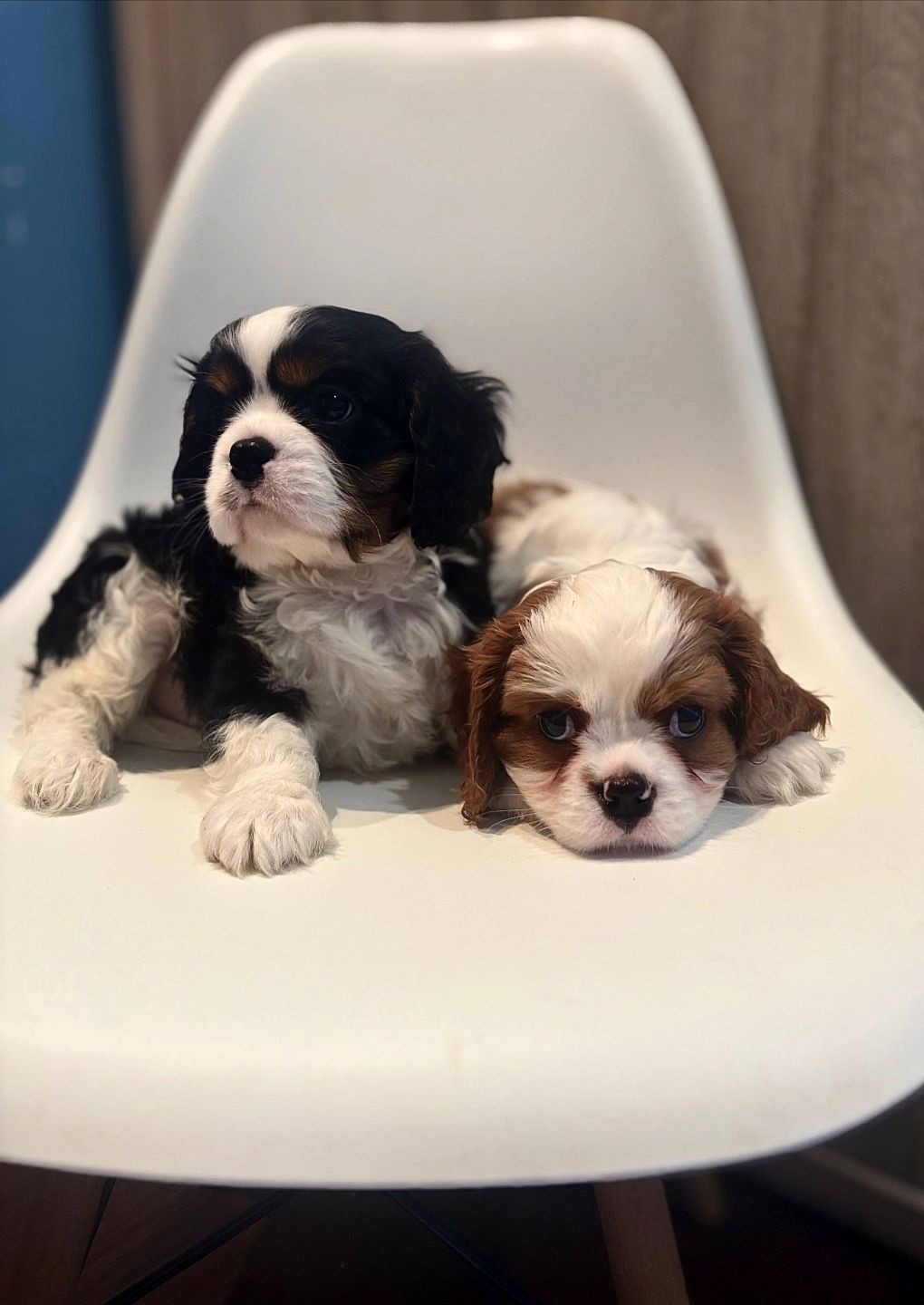 Цуценята кавалери