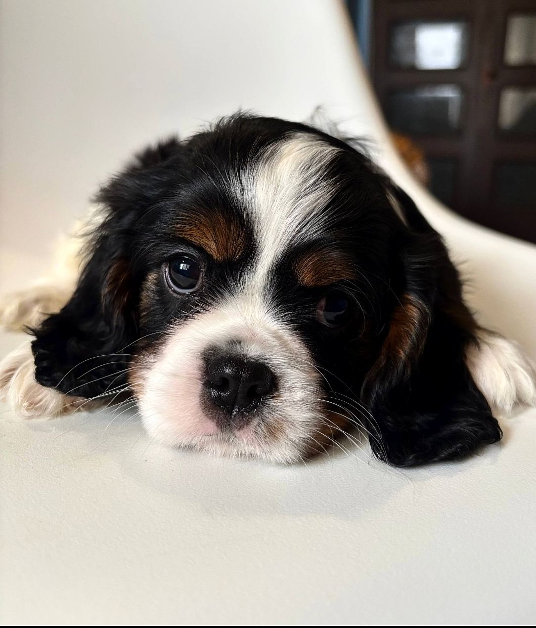 Цуценята кавалери