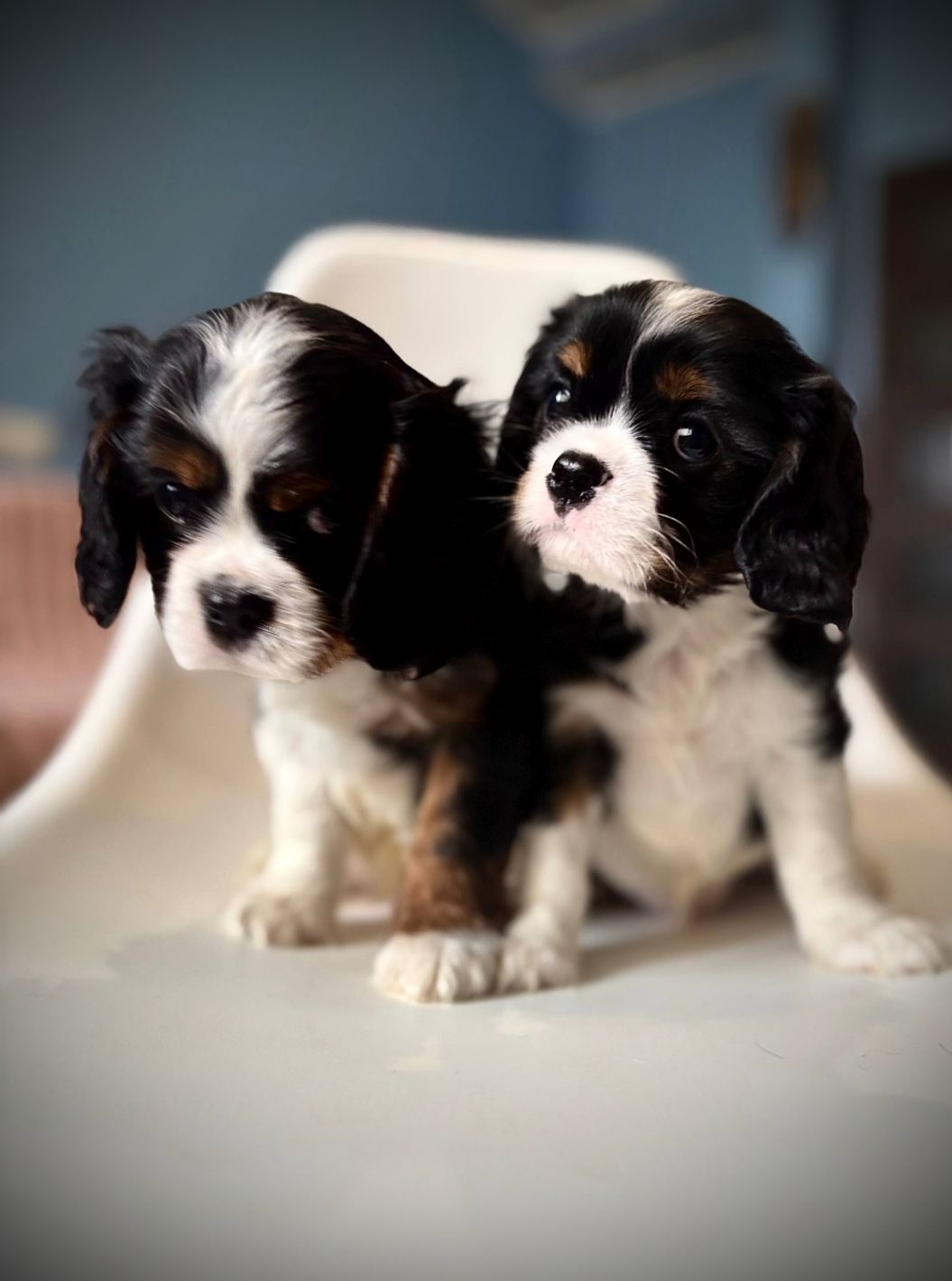 Цуценята кавалери