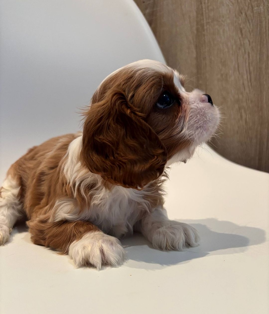 Цуценята кавалери