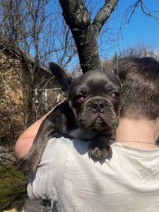 Хлопчик французького бульдога