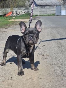 Хлопчик французького бульдога