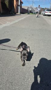 Хлопчик французького бульдога