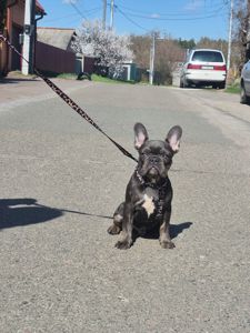 Хлопчик французького бульдога