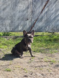 Хлопчик французького бульдога