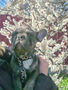 Хлопчик французького бульдога