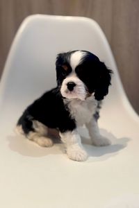 Цуценята кавалери