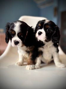 Цуценята кавалери