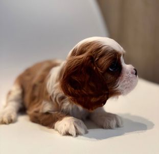 Цуценята кавалери