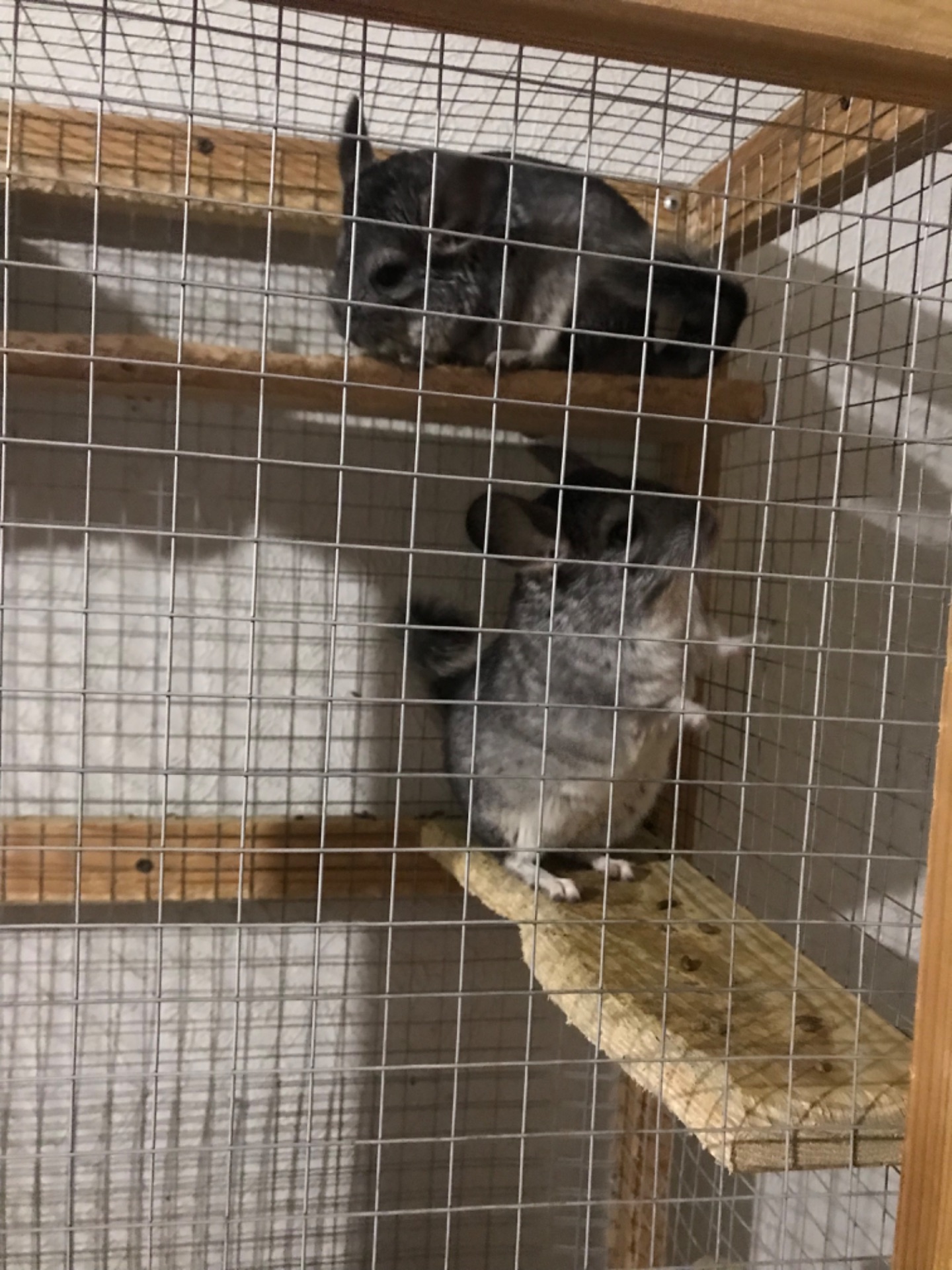 Продаються дві шиншили