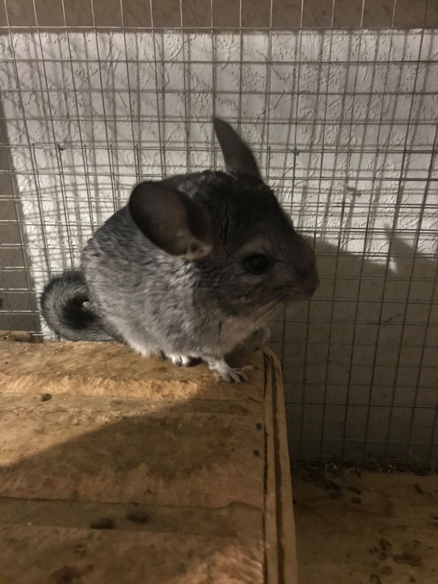 Продаються дві шиншили